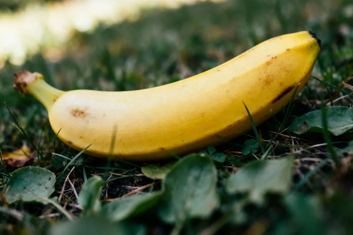 Banane jaune posée sur l'herbe avec quelques feuilles autour, en plein air.