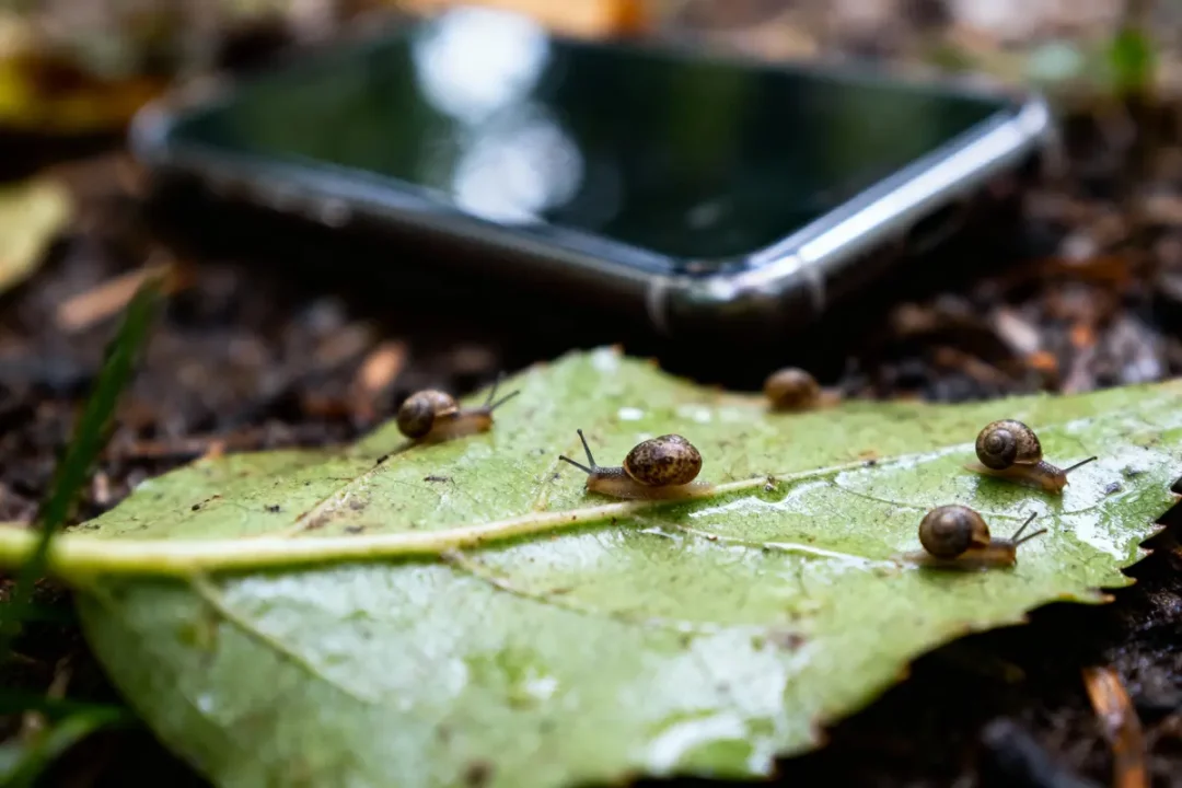 Escargots sur une feuille mouillée avec un smartphone flou en arrière-plan, posés sur le sol.
