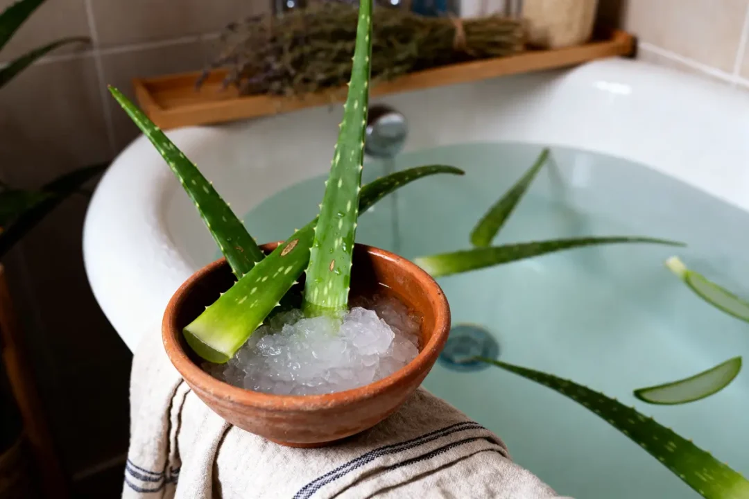 Feuilles d'aloé vera sur baignoire, remède de grand-mère pour anus qui gratte