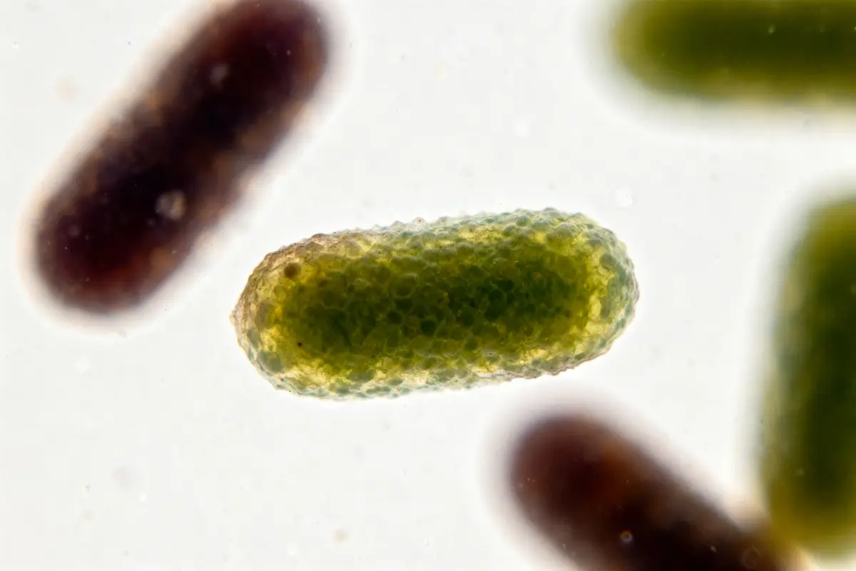 Vue microscopique de la bactérie Hafnia alvei en gros plan, forme ovale et texture granuleuse